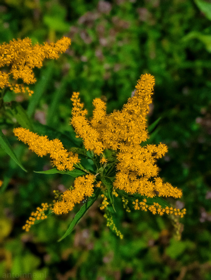 A vibrant yellow flower cluster, set against a softly blurred green background. The flowers are numerous and tiny, forming a dense, conical shape at the top of a green stem. Individual florets are visible, contributing to the overall texture of the cluster. The focus is sharp on the flowers, while the background is rendered in a soft bokeh, making the subject stand out prominently. 