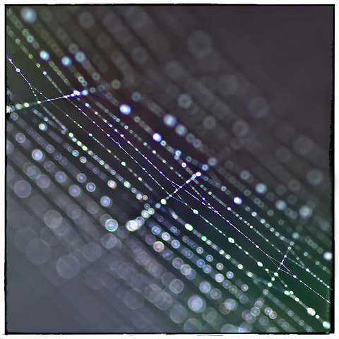 Once again shifting directions like a stoner on roller skates with his eyes half-closed, skating in Golden Gate Park while listening to 1980s disco on his portable Walkman (yes, that was me)...here is a macro close-up of a spider web with dew drops sparkling like glittery green and purple balls. Sparkly, like me.