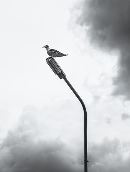 A lesser black-backed gull perched atop a streetlamp, set against a dramatic, cloudy sky. The gull, positioned towards the top left of the frame, is facing left with its head slightly lowered, appearing to be observing something out of view. Its feathers show subtle tonal variations. 

The streetlamp itself is dark and extends from the bottom of the frame, curving slightly to support the light fixture where the bird rests. 

The sky occupies the majority of the background, dominated by large, dark clouds. There are lighter areas of sky, particularly around and below the seagull, creating a stark backdrop for the bird and the lamp.