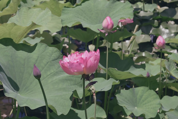 ピンクのハスの花が咲いている。つぼみも複数見えている。/ 2025.07.21 勧修寺・氷室池から