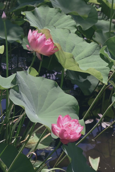 葉を挟んで奥と手前とで2輪ほどピンクのハスが咲いている。奥のハスの花は葉がじゃまになって窮屈そうにも見える。/ 2025.07.21 勧修寺・氷室池から