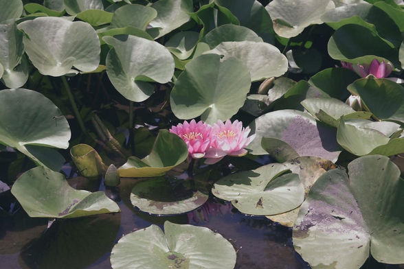 ピンクのスイレンの花が2つ並んで咲いている。右奥でも葉に隠れているけど、いくつかのスイレンが並んで咲いているように見える。/ 2025.07.21 勧修寺・氷室池から