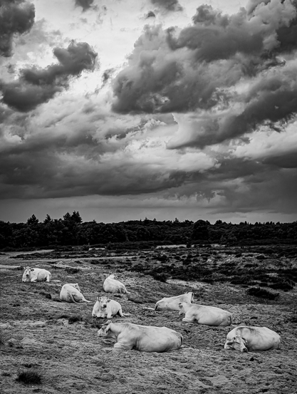 A black and white photograph of a herd of Charolais cows resting on a dry, somewhat barren heathland  under a dramatic, cloudy sky. In the foreground and midground, there are at least eight cows, lying down in various positions. In the background, there's a dense line of trees, indicating a forest or woodland area. Above the trees, the sky is filled with heavy, dark clouds.