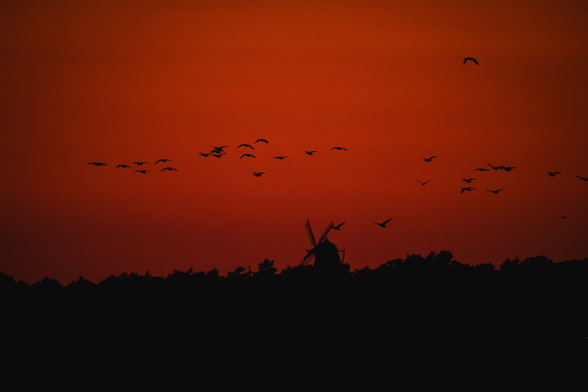 A sihlouette photo of a flock of geese, flying in front of a very dark red, slighly banded, sky, sometime after sunset.

In the bottom of the image, a background sihlouette of a tree line with an old windmill in the middle completes the image.