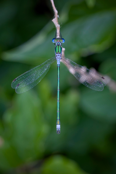 Una libellula dal corpo verde e blu viene vista dall'alto mentre sta posata su un ramo,.lo sfondo è sfocato di foglie verdi