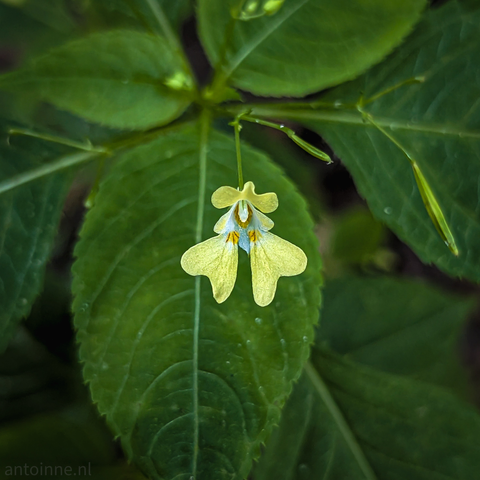 A single, delicate pale yellow flower hanging from a thin stem against a backdrop of vibrant green leaves. The flower has an unusual, almost orchid-like shape, with two prominent lower petals that resemble wings or ears, and smaller, intricate structures at its center with hints of white and orange-brown. The petals appear somewhat translucent, allowing light to pass through.