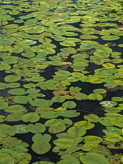 A body of water, densely covered with lily pads. The water itself appears dark, almost black, providing a strong contrast to the vibrant green of the foliage. Scattered among the numerous green lily pads are several small, yellow water lilies, some fully bloomed and others appearing as buds. 