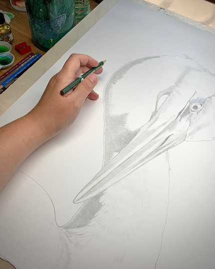 Photo of a pencil drawing in progress of a great blue heron on a large sheet of paper with a hand holding a pencil for scale. Other art supplies are visible in the upper left of the frame.