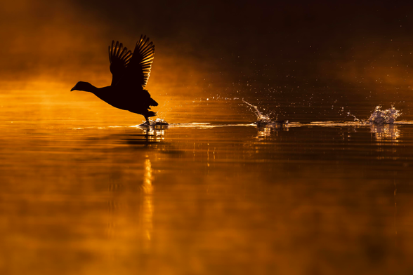 An Australian coot skipping across a misty lake with wings outstretched in golden dawn light.