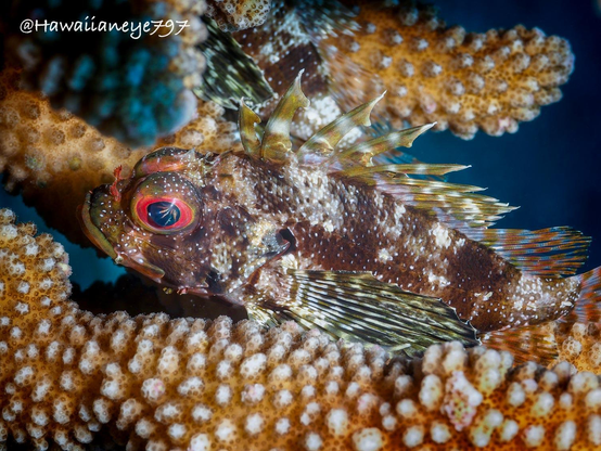 A small brown fish sits among the protective arms of lumpy coral at an undersea reef. It has mottled white patches, a red ring around its eyes and spiky mostly greenish fins.