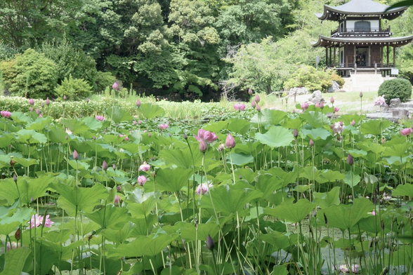 氷室池の様子と観音堂。現場ではそこまでの印象はなかったけど、思った以上につぼみが多い。画像右上に見える建物が観音堂。/ 2025.07.21 勧修寺・氷室池から