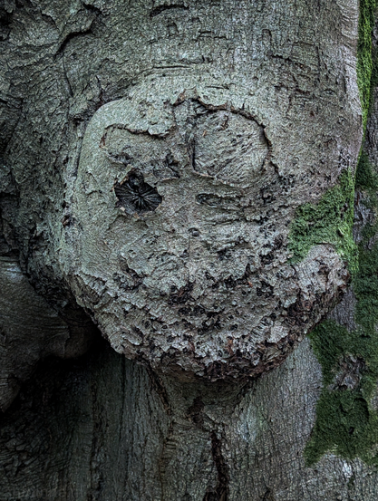 A tree trunk, focusing on a prominent, gnarled burl that strongly resembles a face. The overall color palette is muted, dominated by shades of grey and brown from the bark, with some vibrant green moss visible on the right side.

The "face" in the tree bark appears to have two sunken "eyes" that are darker depressions, with the right "eye" being more distinct and circular. Below the "eyes," there's a textured area that suggests a nose and mouth, with various ridges and crevices adding to the facial illusion. 

To the right of the central "face," a vertical strip of bright green moss grows on the tree trunk, providing a splash of color and contrasting with the otherwise monochromatic bark. 