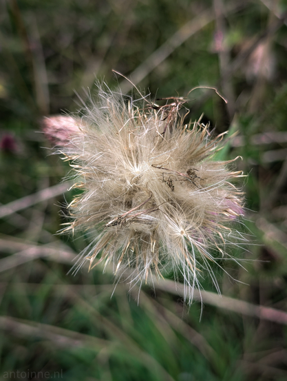A faded, fluffy seed head from a thistle, against a blurred, dark green background of foliage. The seed head is a sphere of light brown and white feathery pappus, with individual strands radiating outwards, giving it a soft, ethereal appearance. Some darker, more solid remnants of the original flower structure are visible within the fluffy mass. The background is completely out of focus, emphasizing the intricate details of the seed head. 