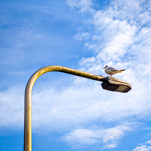 A black-headed gull perched atop a streetlamp, set against a blue sky dotted with fluffy white clouds. The streetlamp, made of a light-colored metal, shows signs of age with a greenish, possibly mossy, discoloration along its curved arm. The bird is predominantly white with some darker markings on its wings and head, and is facing towards the right side of the frame. 
