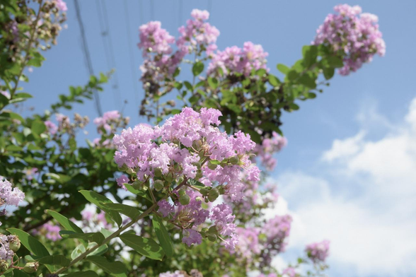 青空を背景にピンク色をしたサルスベリが咲いている。/ 2025.07.21 山科川・東出橋あたりから