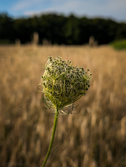 A plant with a seed head, set against a blurred background of a golden field and distant trees under a partly cloudy sky. The plant's seed head is composed of many small, tightly packed green and light-brown seed clusters. In the background, out of focus, is a field of ripe grain. Beyond the field, a dark line of trees is visible against a lighter sky that shows hints of blue and white clouds.