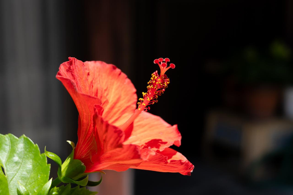 赤に近い朱色のハイビスカスの花が画面右上方向に向かって咲いている。/ 2025.07.20 六角通から