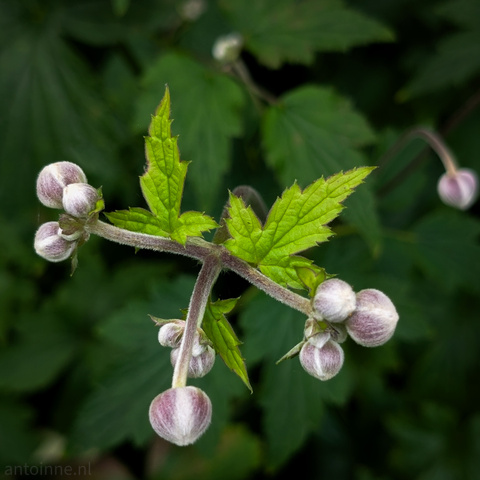 The central focus is a light green stem from which several unopened flower buds and two distinctively shaped green leaves emerge. The buds are a soft, light purple or lavender color with a slightly fuzzy or velvety texture, appearing plump and rounded. They are positioned at various stages of development, with some still tightly closed and others showing a hint of their future bloom. The leaves are serrated, with a lobed or deeply cut shape, and display a vibrant green hue, suggesting they are healthy and relatively new. 