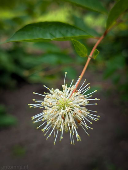 A spherical flower, likely a buttonbush, in bloom. The flower is predominantly white with a hint of cream or light yellow towards its center, characterized by numerous slender, spiky stamens protruding outwards, giving it a pincushion-like appearance. The flower is attached to a reddish-brown stem that extends upwards and to the right, leading to a larger green leaf that is partially out of focus at the top of the frame. There are other blurred green leaves and a dark, indistinct background. The light is soft, highlighting the delicate details of the flower. 