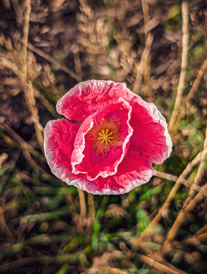 A pink poppy flower. The flower's petals are a rich, fuchsia pink with delicate white edges, and some subtle veins are visible on their surface. In the center of the bloom, there's a distinctive star-shaped stigma with yellow anthers surrounding it. The background is softly blurred, creating a bokeh effect, and is composed of dried grasses or stalks in shades of brown and gold, with hints of green closer to the flower. 