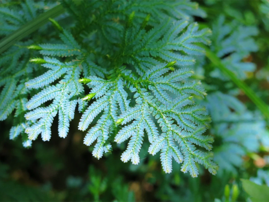 Selaginella uncinata
青みがかった色の葉