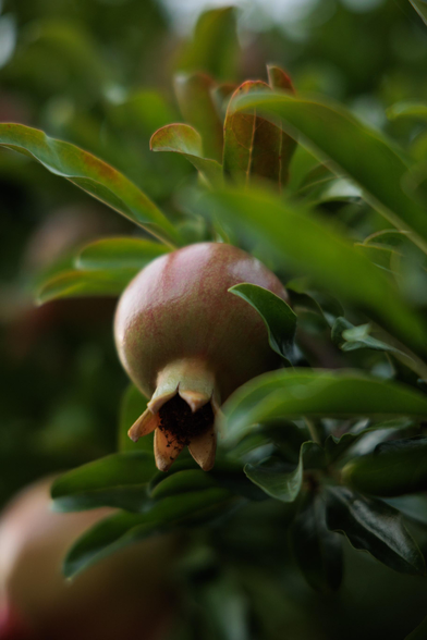 A close-up of a pink pomegranate fruit nestled among vibrant green leaves, showcasing its round shape and unique blossom end.