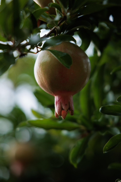 A close-up of a young, pale pomegranate hanging from a branch, surrounded by lush green leaves, against a blurred background.
