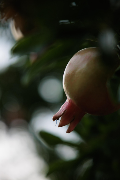 A close-up of a pomegranate fruit hanging from a branch, softly backlit, revealing its pinkish skin and distinctive crown-shaped stem.