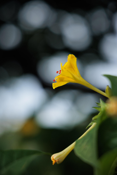Close-up of a vibrant yellow flower with red stamens, set against a softly blurred green and gray background.