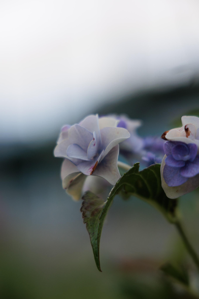 Delicate light purple flowers with layered petals, nestled among green leaves, set against a softly blurred background.