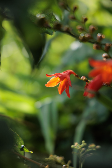 A vibrant orange flower stands out against a soft green backdrop, showcasing delicate petals and lush, blurred foliage.