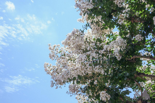 見上げないと見えない高さで白いサルスベリが満開。背景には青空が広がっている。/ 2025.07.25 知恩院・黒門前あたりから