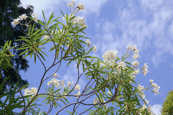 やや白い雲が広がる青空を背景に白いキョウチクトウの花が複数咲いている様子。 / 2025.07.25 知恩院・黒門前あたりから