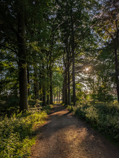 A tranquil, sun-dappled forest path. The path, made of dirt, stretches into the distance, framed on both sides by tall, mature trees with lush green foliage. The trees form a natural archway, creating a sense of depth and leading the eye forward. The sunlight streams through the leaves from the right side of the image, casting long shadows across the path and illuminating the undergrowth with a warm, golden glow. 