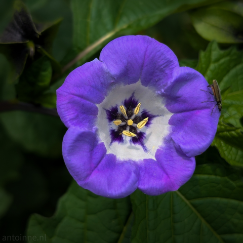 A purple flower with a striking white and dark purple center. The flower has five petals, and its center features a star-like pattern in dark purple surrounding prominent yellow stamens. The background is blurred, consisting of dark green foliage, which helps the purple flower stand out. To the right side of the flower, a small, dark insect, is visible on one of the petals. 