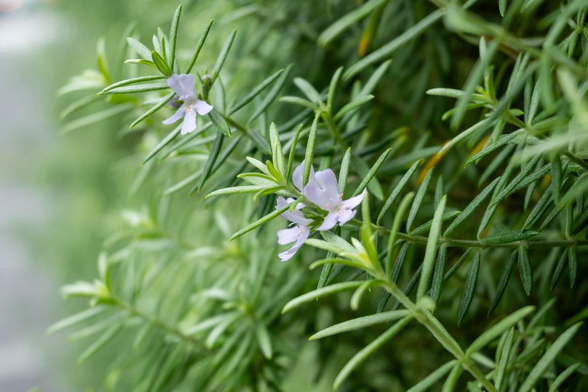 緑の茎と葉のところどころに小さな淡い藤色のウエストリンギアの花がついている。 / 2025.07.08 フォーチュンガーデン京都(旧・島津製作所本社ビル)から
