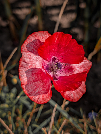 A vibrant red poppy flower, captured from a slightly elevated perspective, looking down into its open petals. The poppy is the central and dominant subject, occupying most of the frame. Its petals are a striking, saturated red, with some lighter, almost translucent areas where the light catches them, revealing delicate vein-like patterns. In the very center of the flower, a dark, almost black or deep purple seed pod is visible, surrounded by numerous small, dark stamens with lighter tips.