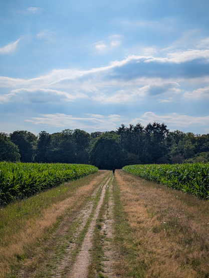 A rural scene dominated by a long, narrow dirt path extending into the distance under a partly cloudy sky. The path is flanked on both sides by vibrant green fields of corn, which stretch towards a line of dark green trees forming a distant horizon. In the middle ground, a lone figure, appearing small due to the perspective, is walking away from the viewer along the path, adding a sense of scale and solitude to the scene. The sky is a mix of bright blue with scattered white, fluffy clouds, suggesting a pleasant day.