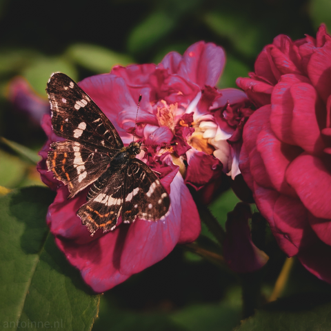 A dark brown and white patterned butterfly with orange accents, resting on a deep magenta rose. The rose appears to be slightly past its prime, with some of its petals showing lighter, almost white or creamy centers. The background consists of blurred green foliage, with dappled sunlight creating areas of light and shadow. 