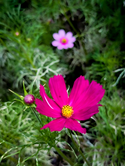 A deep pink cosmos flower in sharp focus, positioned slightly to the right of the center. The flower has several broad petals radiating from a bright yellow center composed of numerous tiny stamens. To the left of the main flower, a single, unopened flower bud, similar in color, is visible. The background is softly blurred, characteristic of a shallow depth of field, and consists of lush green foliage. Another cosmos flower, lighter in color, is visible further back in the blurred background, creating a sense of depth. 
