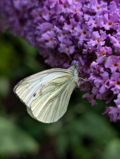 A light-colored butterfly with its wings folded, perched on a cluster of small, vibrant purple flowers. The butterfly is positioned towards the bottom left of the frame. Its wings have visible veins and a soft, slightly fuzzy texture. One small, dark spot is visible on the upper wing. Its antennae are thin and extend upwards. The flowers fill the upper and right portions of the image. They are a rich lavender color, with tiny orange or yellow centers visible in many of the individual florets. The lighting highlights the texture of both the butterfly and the flowers.