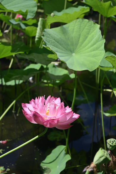 八重咲きのピンクのハスの花が水面近くで咲いている。/ 2025.07.26 勧修寺・氷室池から
