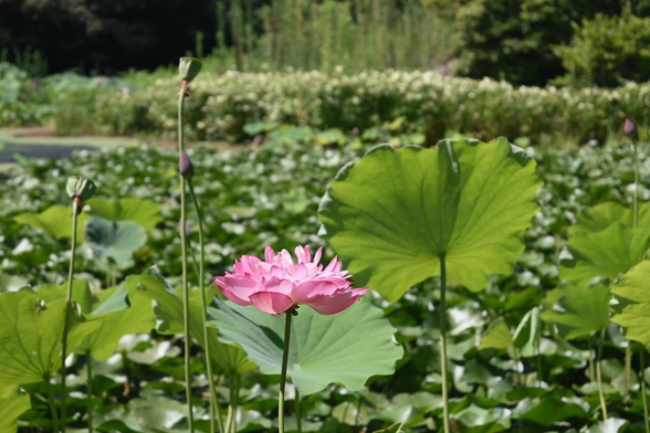 池の対岸までハスとスイレンの葉がびっしり広がっている。手前では八重咲きのハスの花。その他、花が終わって花托だけになっているものもいくつか見えるけど、同じくらいつぼみも多い。/ 2025.07.26 勧修寺・氷室池から