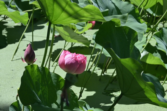 葉を日傘代わりにしているように咲いているハスの花。ただちゃんと葉の陰には隠れていない。勧修寺では比率がやや低めの一重のピンクのハス。/ 2025.07.26 勧修寺・氷室池から