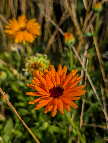 An orange calendula flower, also known as a pot marigold. The flower, with its numerous slender orange petals radiating from a deep reddish-brown center, is sharply in focus and dominates the lower center of the frame. In the background, another calendula flower, also orange, is visible but out of focus, creating a soft bokeh effect. Surrounding the flowers are various shades of green foliage.