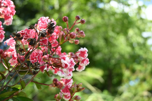 紅色の花びらで、縁だけ白くなっているサルスベリの花。/ 2025.07.26 山科川・勧修寺橋あたりから
