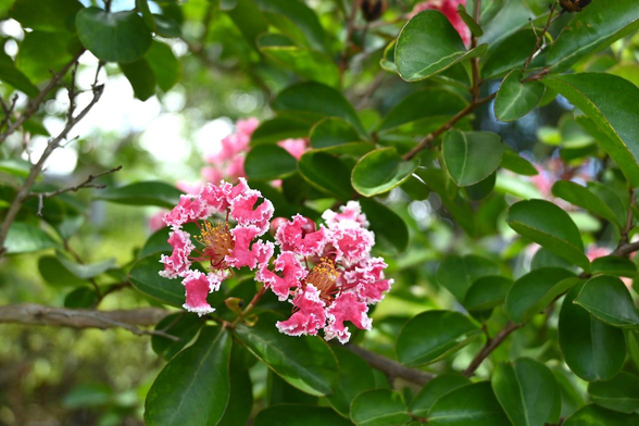紅色の花びらで、縁だけ白くなっているサルスベリの花。/ 2025.07.26 山科川・勧修寺橋あたりから