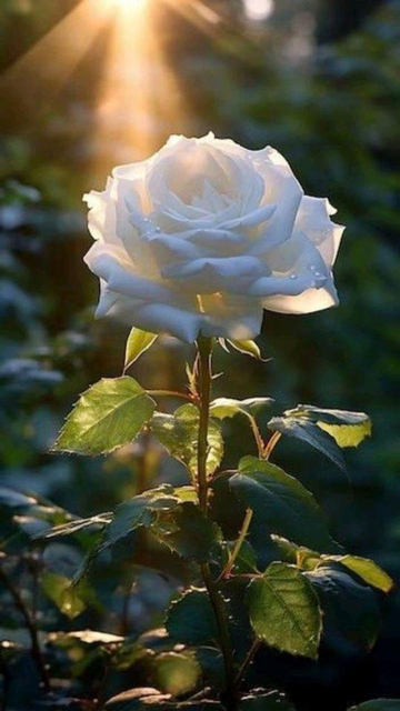 A white rose highlighted by komorebi.