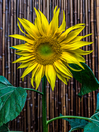 A yellow sunflower set against a blurred background of vertical brown bamboo sticks. The sunflower is facing directly forward. Its numerous bright yellow petals are slightly irregular, some appearing to curl or have a slightly ruffled edge, giving the flower a dynamic and natural feel. The center of the sunflower displays a clear spiral pattern of tiny disc florets. The outermost ring of these florets is a rich golden yellow, transitioning to a lighter, almost greenish-yellow further inward, and finally to a distinct green at the very center.