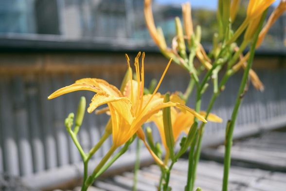 寺町御池角の花壇で咲いているノカンゾウ。奥に京都市役所の庁舎も見える。/ 2025.07.25 京都市役所前から